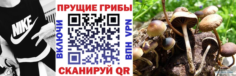 Псилоцибиновые грибы GOLDEN TEACHER  наркошоп  Лобня 
